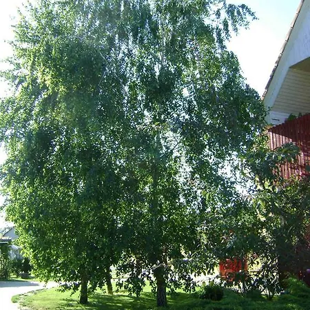Aranyeso Vendeghaz Guest house Domaszek